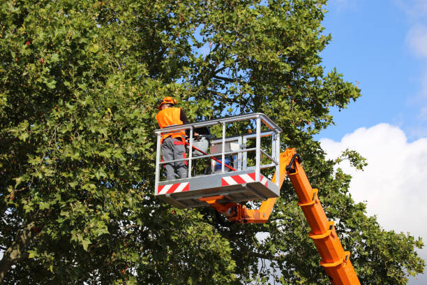 Leaf Removal in North Alamo, TX