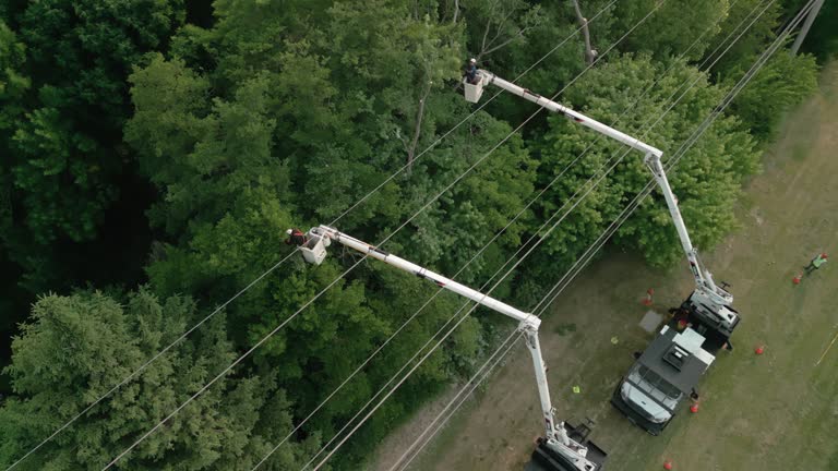 How Our Tree Care Process Works  in North Alamo, TX